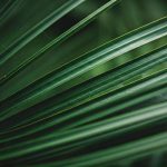 Comment identifier les carences des plantes en observant leurs feuilles