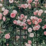 Comment tailler un rosier grimpant pour stimuler la floraison