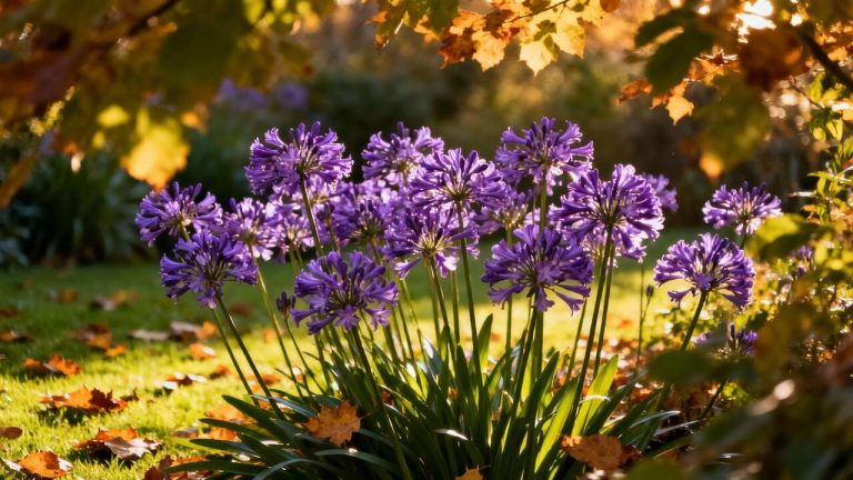 Le geste simple à faire en automne qui garantit que vos agapantes refleuriront de manière spectaculaire l'été prochain