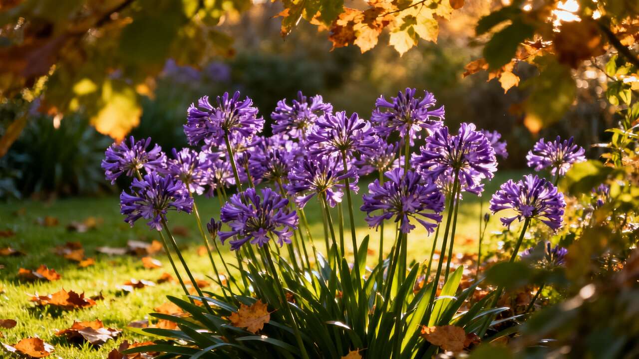 Le geste simple à faire en automne qui garantit que vos agapantes refleuriront de manière spectaculaire l'été prochain