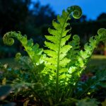 La plante dont les feuilles se referment sur elles-mêmes la nuit, un spectacle fascinant au jardin