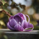 Cette plante tapissante au parfum de vanille s’épanouit dans les coins les plus froids du jardin