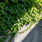 Cette plante grimpante à croissance express qui va cacher votre vilain mur en une seule et unique saison