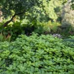 La plante increvable qui fleurit abondamment là où absolument rien d&rsquo;autre ne veut pousser